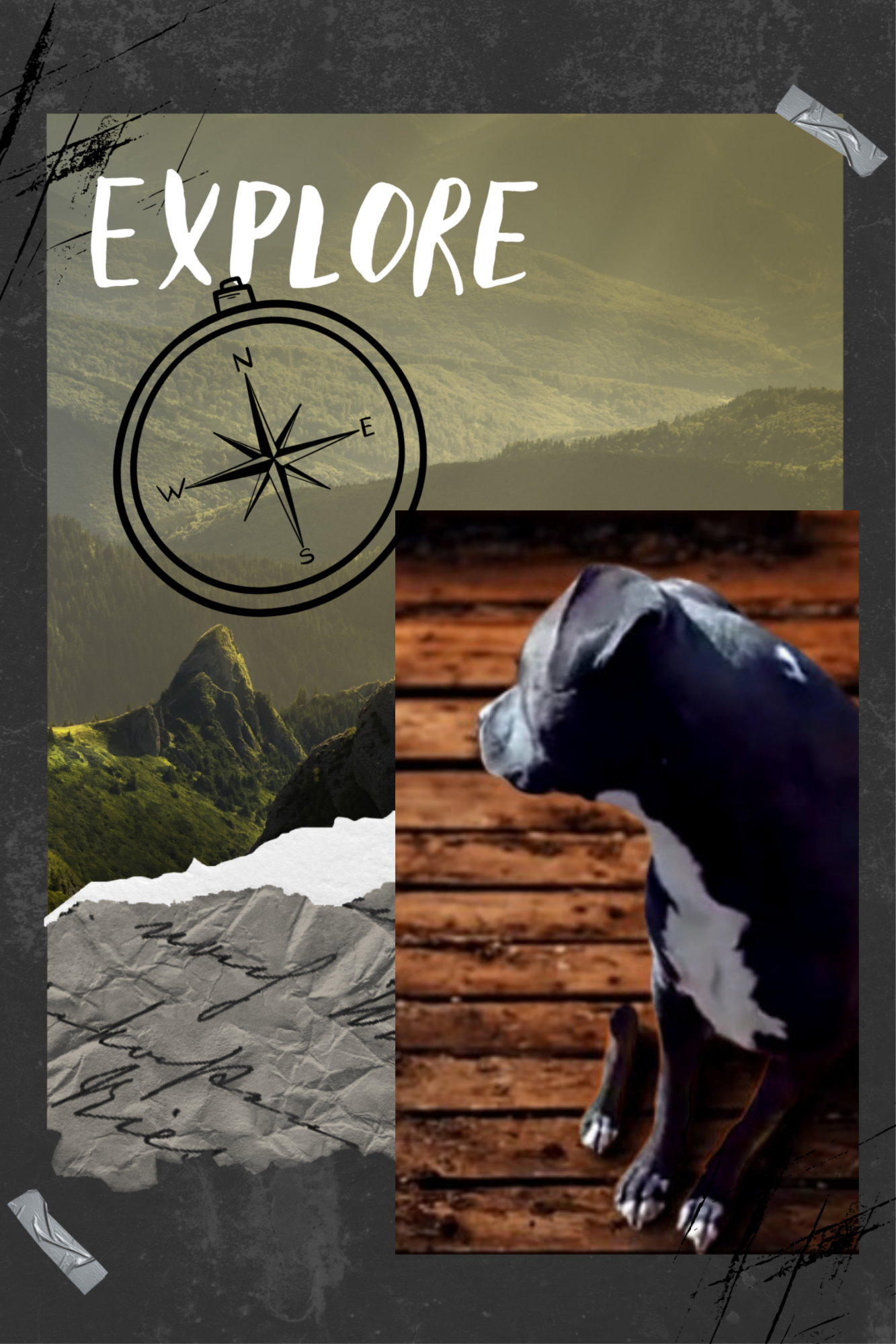 Mr. Bigs — brindle pit-mix, the steady one