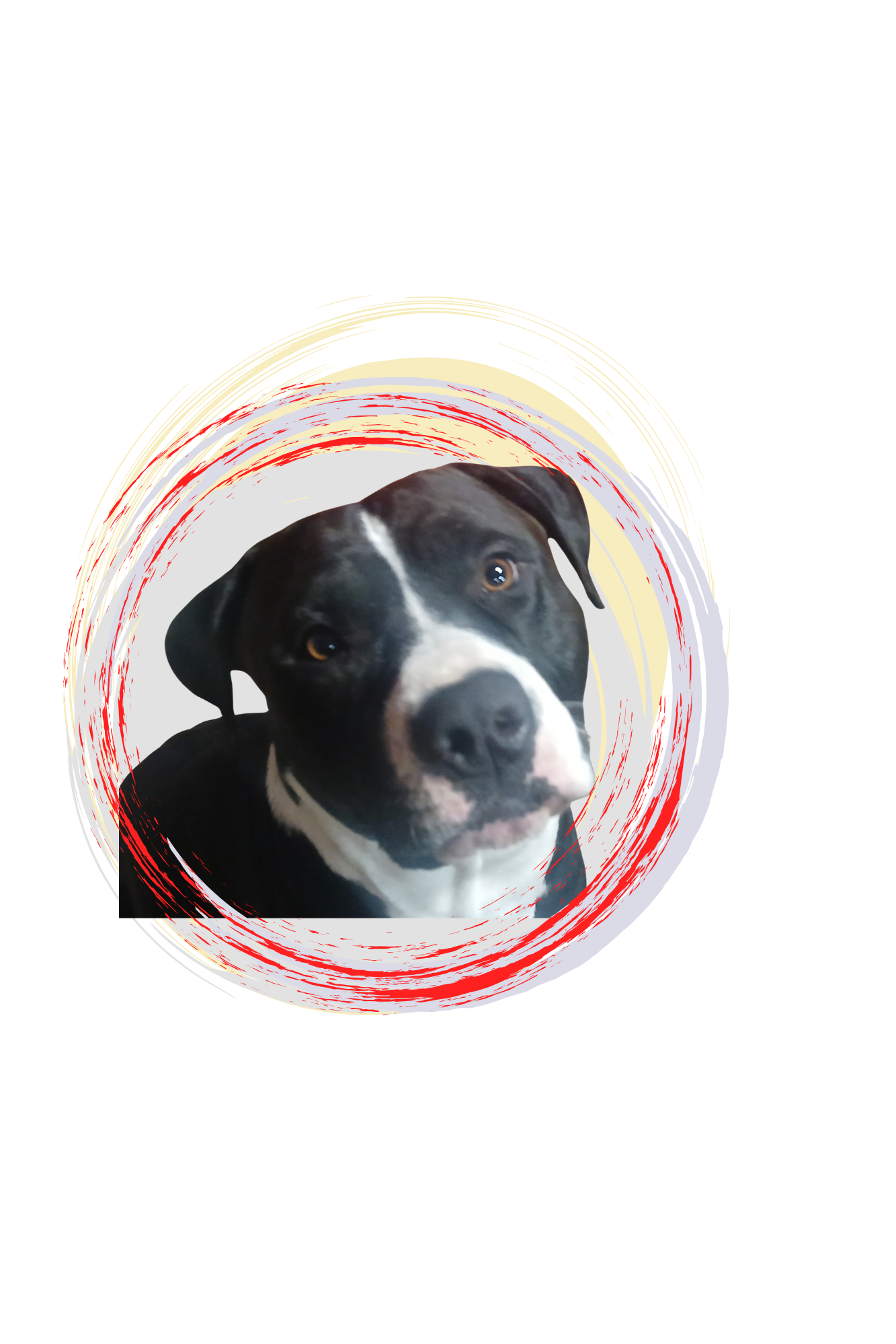 Mr. Dude — dark brindle pit-mix, mama's main man