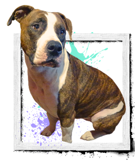 Gurrlie — brindle pit-mix, pack leader
